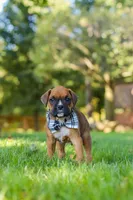 Rex, a male Boxer for sale in Fredericksburg, OH – 6 of 7