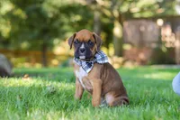 Rex, a male Boxer for sale in Fredericksburg, OH – 4 of 7