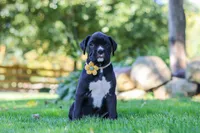 Axel, a male Boxer for sale in Fredericksburg, OH – 2 of 7