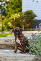 Theo, a male Boxer for sale in Fredericksburg, OH – 8 of 10