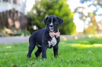 Bella, a female Boxer for sale in Fredericksburg, OH – 2 of 8