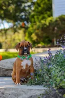 Max, a male Boxer for sale in Fredericksburg, OH – 8 of 10