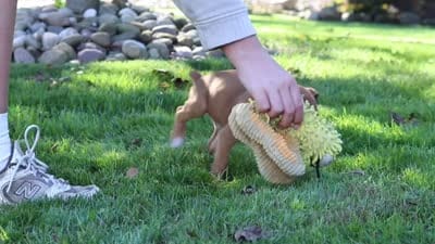 Aspen, a female Boxer for sale in Fredericksburg, OH – 9 of 9