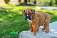 Max, a male Boxer for sale in Fredericksburg, OH – 7 of 10