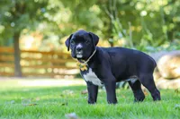 Axel, a male Boxer for sale in Fredericksburg, OH – 4 of 7