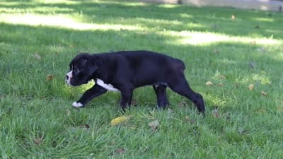 Diesel, a male Boxer for sale in Fredericksburg, OH – 7 of 7