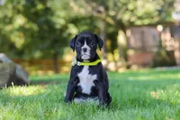 Diesel, a male Boxer for sale in Fredericksburg, OH – 3 of 7