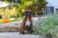 Theo, a male Boxer for sale in Fredericksburg, OH – 7 of 10