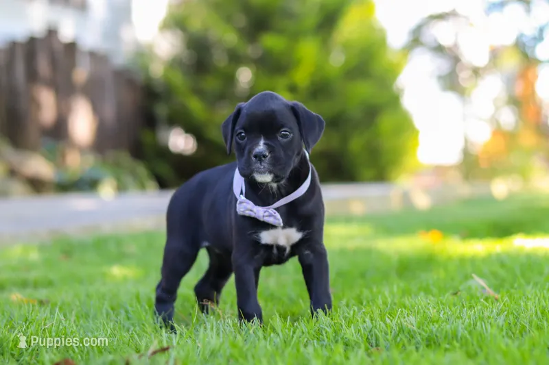 Sadie – Boxer puppy for sale in Fredericksburg, OH