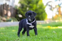 Sadie, a female Boxer for sale in Fredericksburg, OH – 1 of 7