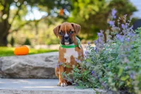 Max, a male Boxer for sale in Fredericksburg, OH – 1 of 10