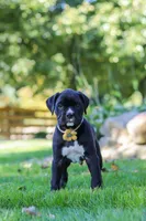 Axel, a male Boxer for sale in Fredericksburg, OH – 6 of 7