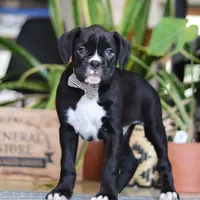 Bruno, a male Boxer for sale in Fredericksburg, OH – Photo 3 of 7