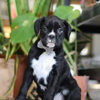 Bruno, a male Boxer for sale in Fredericksburg, OH – Photo 4 of 7