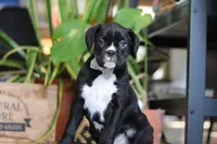 processed/6efb1fcc-8855-4303-8c8a-01084bdd7b48/listing/ce69f6c4-ccc7-4b9a-9508-842c27140b8f/bec70ec5-bec6-4816-bd39-8071f9844c52