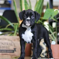 Bruno, a male Boxer for sale in Fredericksburg, OH – Photo 2 of 7