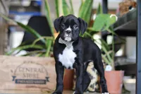 processed/6efb1fcc-8855-4303-8c8a-01084bdd7b48/listing/ce69f6c4-ccc7-4b9a-9508-842c27140b8f/f2bfb81c-3248-49af-acac-6921e5db3f7e