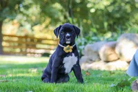 Axel, a male Boxer for sale in Fredericksburg, OH – 1 of 7