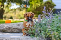 Max, a male Boxer for sale in Fredericksburg, OH – 4 of 10