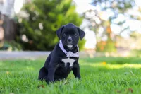Sadie, a female Boxer for sale in Fredericksburg, OH – 3 of 7