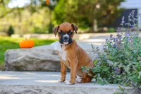 Aspen, a female Boxer for sale in Fredericksburg, OH – 3 of 9