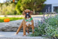 Max, a male Boxer for sale in Fredericksburg, OH – 6 of 10