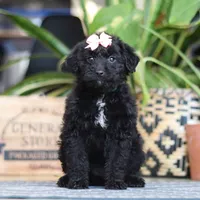 Lola, a female Poodle - Miniature  for sale in Fredericksburg, OH – Photo 3 of 9