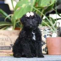 Lola, a female Poodle - Miniature  for sale in Fredericksburg, OH – Photo 4 of 9