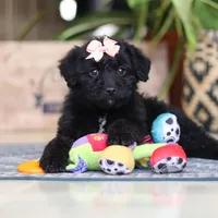 Lola, a female Poodle - Miniature  for sale in Fredericksburg, OH – Photo 9 of 9