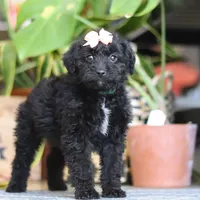 Lola, a female Poodle - Miniature  for sale in Fredericksburg, OH – Photo 7 of 9