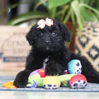 Lola, a female Poodle - Miniature  for sale in Fredericksburg, OH – Photo 8 of 9
