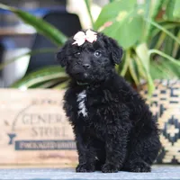 Lola, a female Poodle - Miniature  for sale in Fredericksburg, OH – Photo 2 of 9