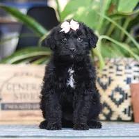 Lola, a female Poodle - Miniature  for sale in Fredericksburg, OH – Photo 1 of 9