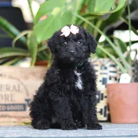 Lola, a female Poodle - Miniature  for sale in Fredericksburg, OH – Photo 5 of 9