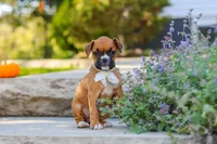 Aspen, a female Boxer for sale in Fredericksburg, OH – 4 of 9