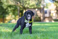 Diesel, a male Boxer for sale in Fredericksburg, OH – 6 of 7