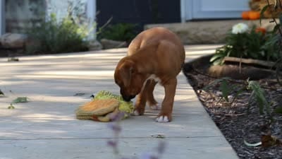 Max, a male Boxer for sale in Fredericksburg, OH – 10 of 10