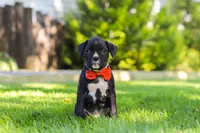 Jax, a male Boxer for sale in Fredericksburg, OH – 1 of 7