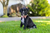 Bella, a female Boxer for sale in Fredericksburg, OH – 6 of 8