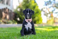 Bella, a female Boxer for sale in Fredericksburg, OH – 5 of 8