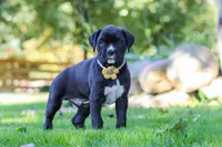 Axel, a male Boxer for sale in Fredericksburg, OH – 5 of 7