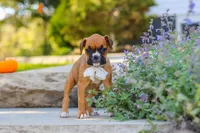 Aspen, a female Boxer for sale in Fredericksburg, OH – 6 of 9