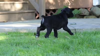 Axel, a male Boxer for sale in Fredericksburg, OH – 7 of 7
