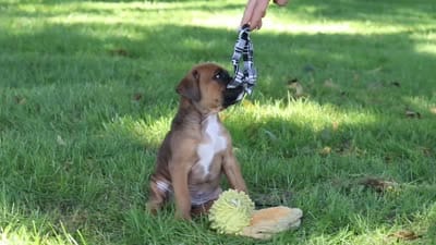 Rex, a male Boxer for sale in Fredericksburg, OH – 7 of 7