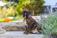 Theo, a male Boxer for sale in Fredericksburg, OH – 6 of 10