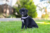 Sadie, a female Boxer for sale in Fredericksburg, OH – 6 of 7