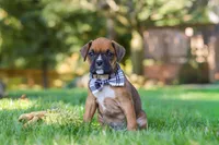 Rex, a male Boxer for sale in Fredericksburg, OH – 2 of 7