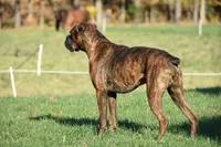 Bella, a female Boxer for sale in Fredericksburg, OH – Photo 5 of 6