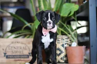 Bella, a female Boxer for sale in Fredericksburg, OH – Photo 2 of 6