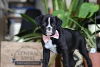 Bella, a female Boxer for sale in Fredericksburg, OH – Photo 3 of 6